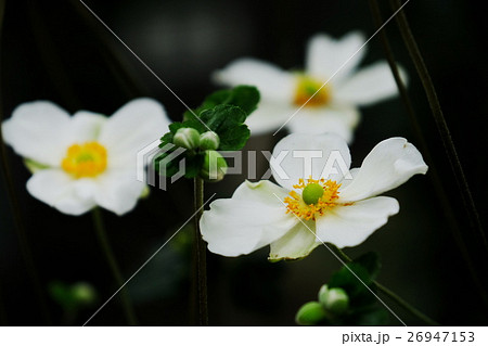 シュウメイギク 26947153