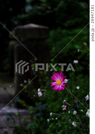 シュウメイギク 26947181