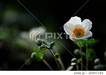 シュウメイギク 26947183