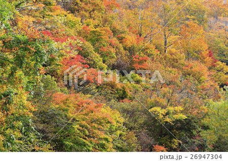 奥只見の紅葉 奥只見の紅葉 26947304