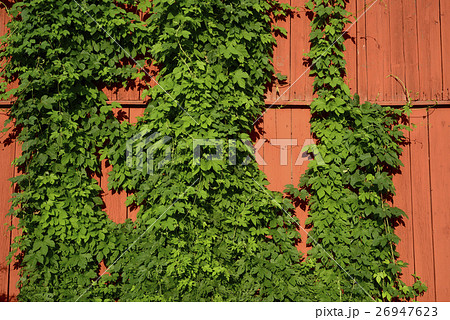 ivy on a red wooden wall 26947623