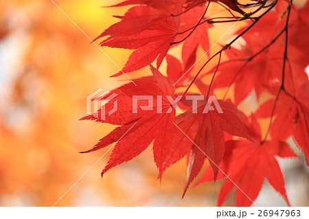 紅葉 26947963