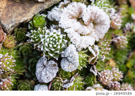 Frozen houseleek sempervivum on stone Frozen houseleek sempervivum on stone 26949589