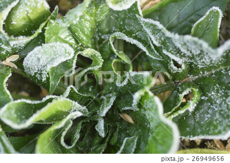 霜がついたほうれん草 26949656