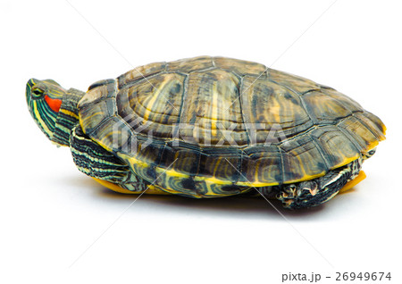one Pond slider isolated on the white background one Pond slider isolated on the white background 26949674