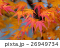 紅葉の葉 26949734