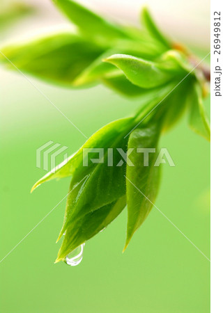 Nature stock images Nature stock images 26949812