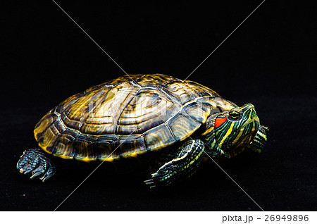 one Pond slider isolated on the black background 26949896