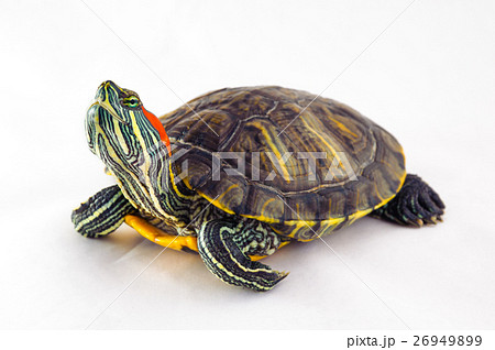 one Pond slider isolated on the white background one Pond slider isolated on the white background 26949899