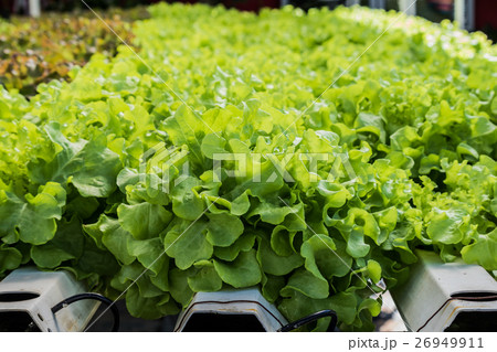 Growing organic vegetables without soil in garden. 26949911