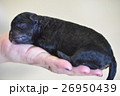 生まれたての仔犬 26950439