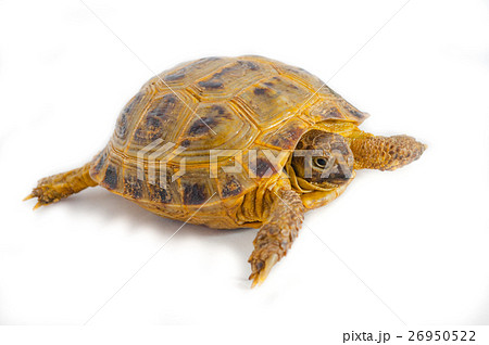 one Pond slider isolated on the white background one Pond slider isolated on the white background 26950522
