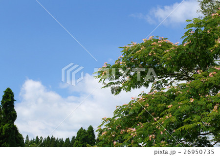 夏空のネムノキ 夏空のネムノキ 26950735