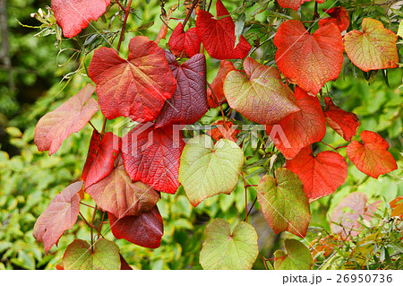 ヤマブドウの葉色づく 26950736