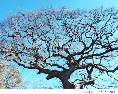 エノキは街道の一里塚の目印として植えられました エノキは街道の一里塚の目印として植えられました 26951984