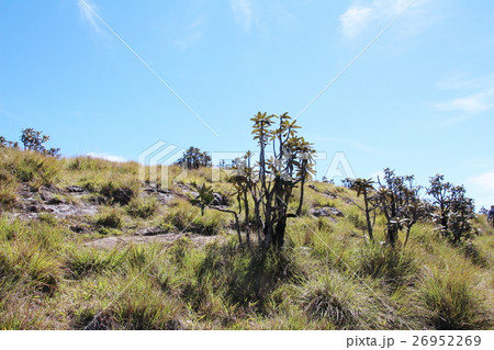 ホートン・プレインズ国立公園 26952269