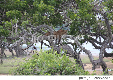 スリランカヒョウ スリランカヒョウ 26952287