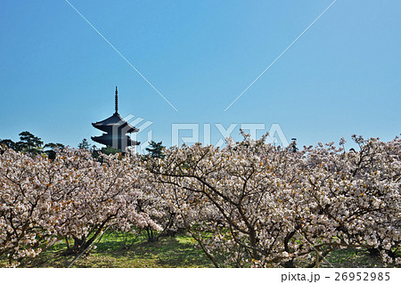 満開の御室桜 26952985