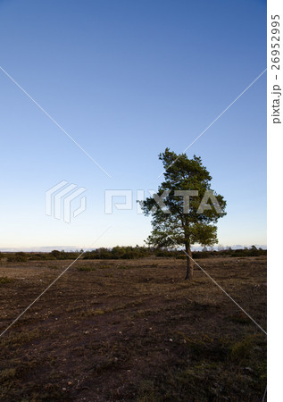 Lone pine tree in an open landscape Lone pine tree in an open landscape 26952995