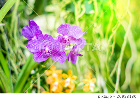 Beautiful purple orchid flowers on a branch 26953130