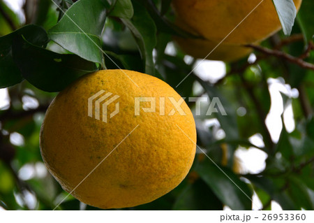 井伊家菩提寺　龍潭寺　井伊直虎 26953360