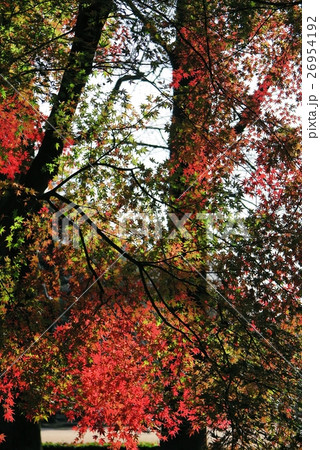 秋の彩り 26954192