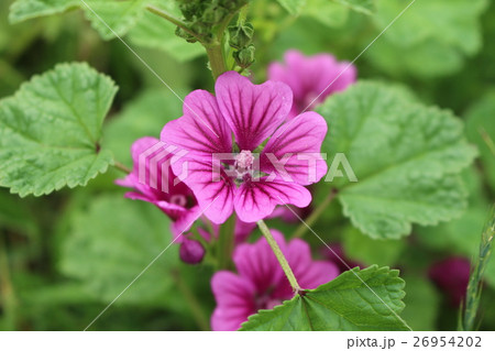 ぜにあおい 26954202