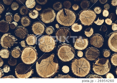 Lumber TImber Trunk Firewood Woodpile Logging Concept Lumber TImber Trunk Firewood Woodpile Logging Concept 26954260