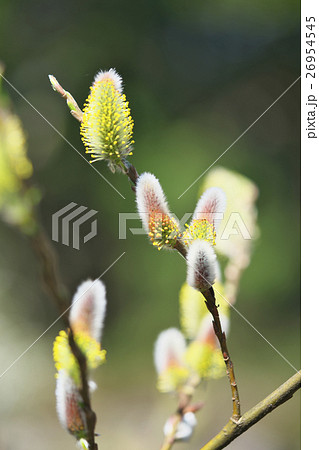 早春のネコヤナギ 早春のネコヤナギ 26954545