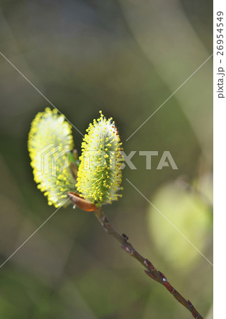 早春のネコヤナギ 26954549