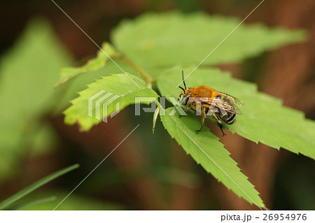 生き物 昆虫 スジボソフトハナバチ、ずんぐりした体にフカフカの茶色い毛。暗めの雑木林のなかにいました 生き物 昆虫 スジボソフトハナバチ、ずんぐりした体にフカフカの茶色い毛。暗めの雑木林のなかにいました 26954976