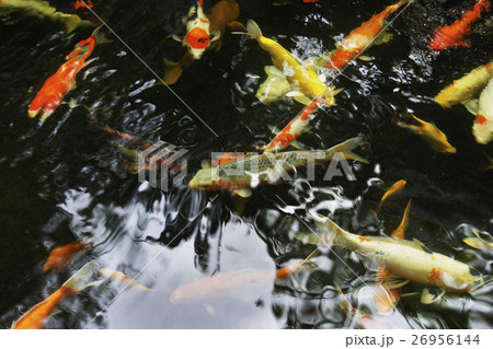 Koi fish in pond Koi fish in pond 26956144
