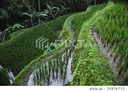 close up of  terraced rice paddies 26956733