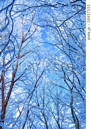 霧氷と青空 26957353