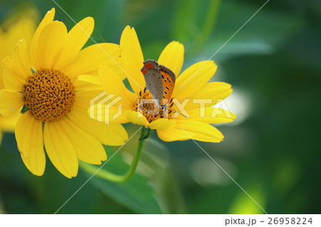 菊芋もどき 26958224