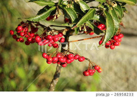 万両の実 26958233