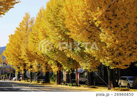 11月 八王子市甲州街道15多摩御陵前イチョウ並木の黄葉紅葉 11月 八王子市甲州街道15多摩御陵前イチョウ並木の黄葉紅葉 26960850