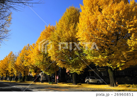 11月　八王子市甲州街道16多摩御陵前イチョウ並木の黄葉紅葉 26960851