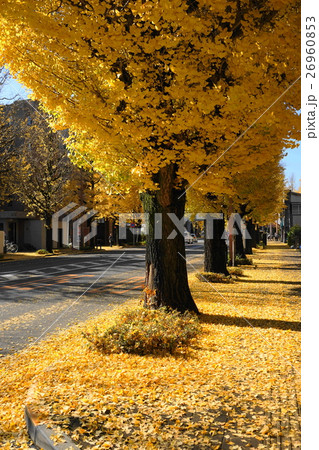 11月　八王子市甲州街道18多摩御陵前イチョウ並木の黄葉紅葉 26960853