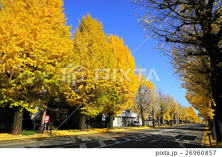 11月　八王子市甲州街道22多摩御陵前イチョウ並木の黄葉紅葉 26960857