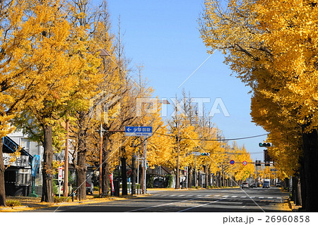 11月　八王子市甲州街道23多摩御陵前イチョウ並木の黄葉紅葉 26960858