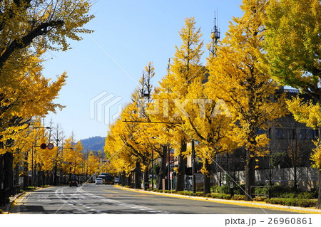 11月 八王子市甲州街道26多摩御陵前イチョウ並木の黄葉紅葉 11月 八王子市甲州街道26多摩御陵前イチョウ並木の黄葉紅葉 26960861