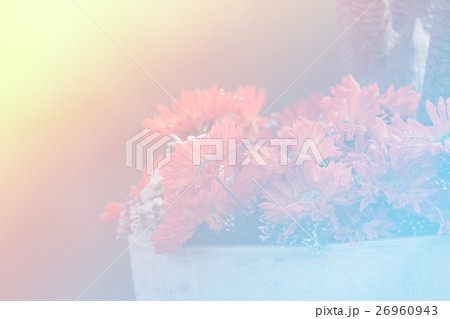 beautiful flowers 26960943