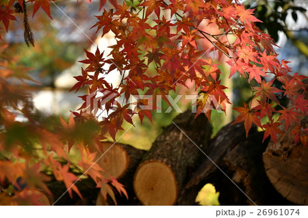 紅葉 26961074