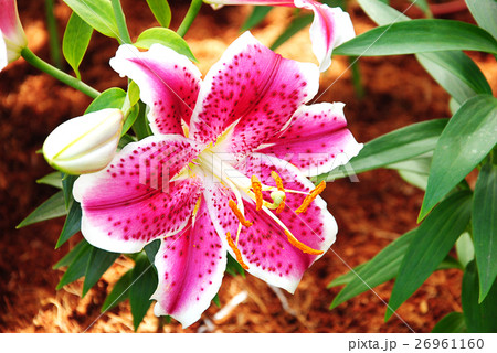 Lily Flower Lily Flower 26961160