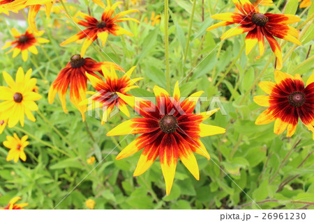 ルドベキア ルドベキア 26961230