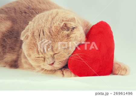cat sleeping on red heart-shaped pillow 26961496