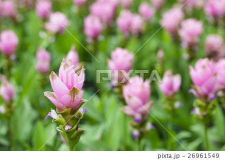 Pink field of Siam tulip 26961549