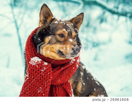 Portrait of a dog with knitted scarf Portrait of a dog with knitted scarf 26961608