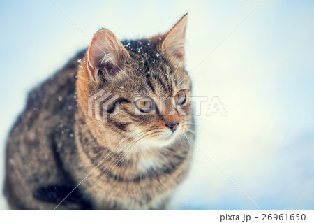 Portrait of gray cat walking on the snow outdoor 26961650